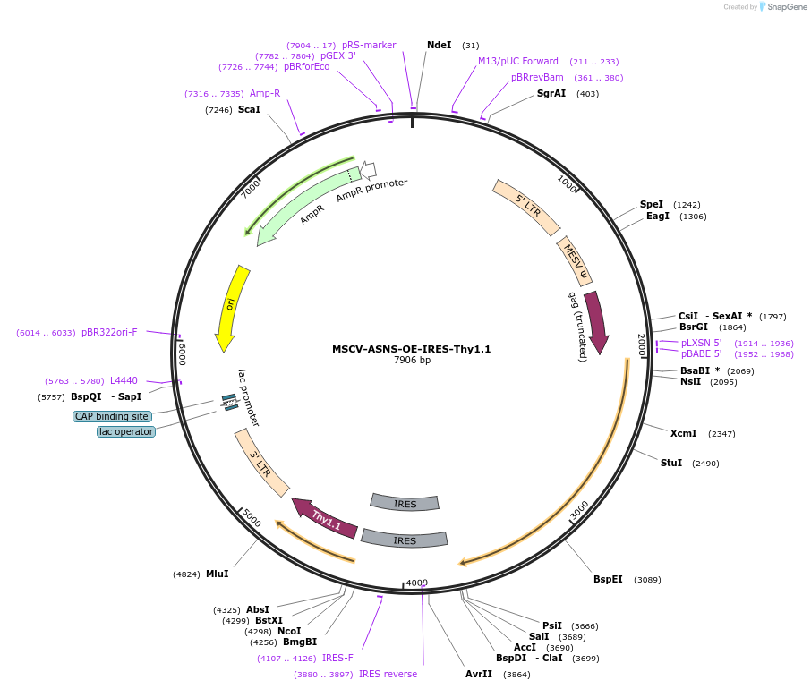 192947-plasmid-map-sequence-id-380517