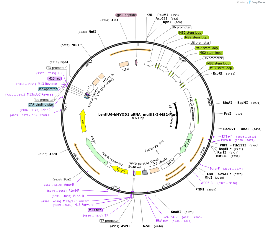 192683-plasmid-map-sequence-id-380521