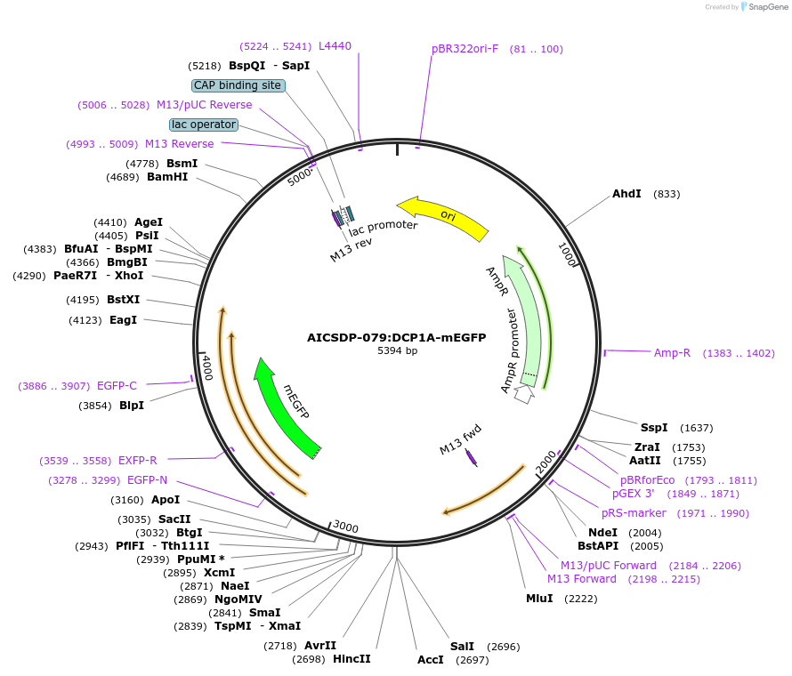 193922-plasmid-map-sequence-id-380539