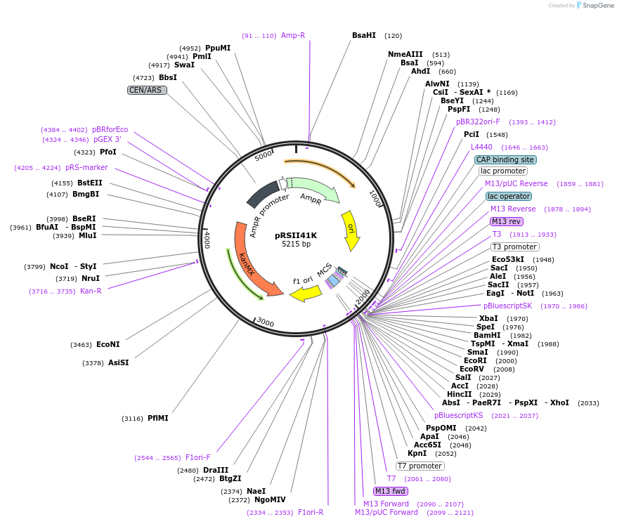 194522-plasmid-map-sequence-id-380545