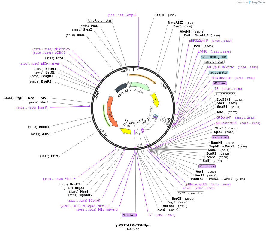194528-plasmid-map-sequence-id-380551