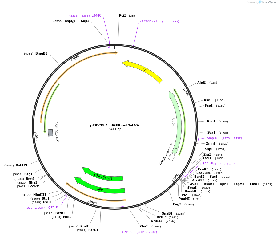 187378-plasmid-map-sequence-id-380552