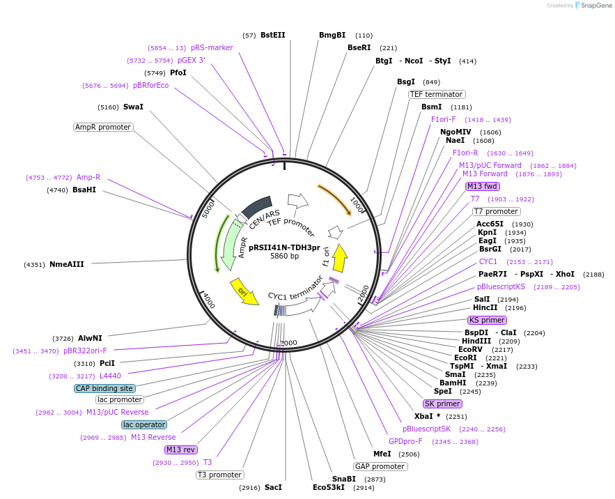 194530-plasmid-map-sequence-id-380557