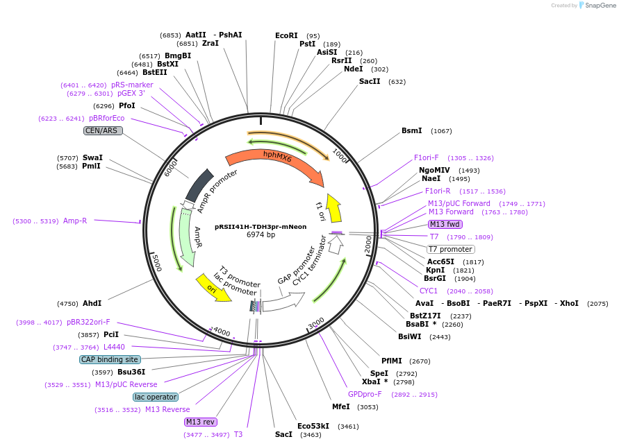 194538-plasmid-map-sequence-id-380561