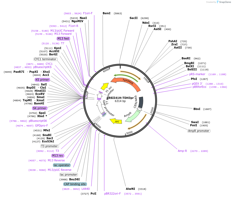 194532-plasmid-map-sequence-id-380562