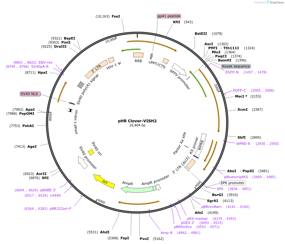 188629-plasmid-map-sequence-id-380564