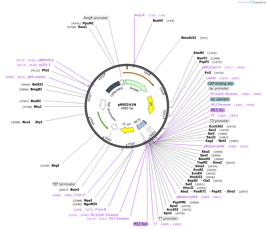194524-plasmid-map-sequence-id-380565