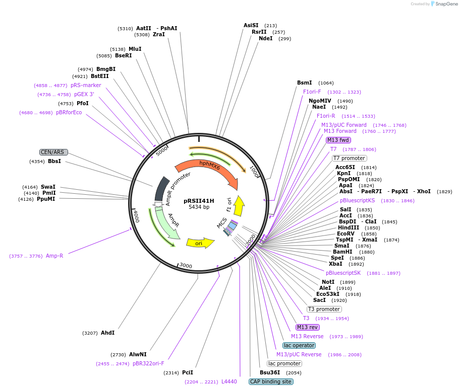 194526-plasmid-map-sequence-id-380566