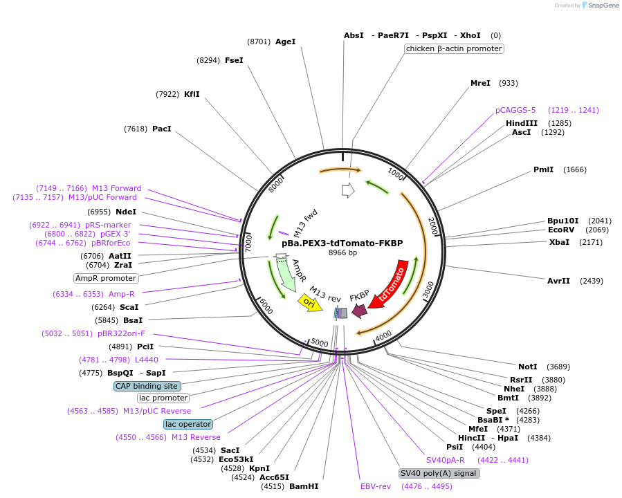 193941-plasmid-map-sequence-id-380588