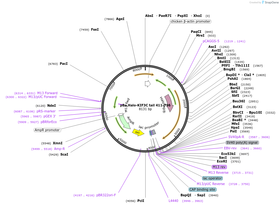 193934-plasmid-map-sequence-id-380589