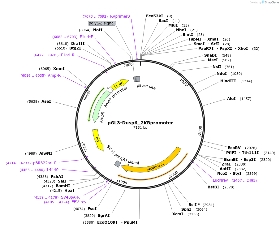 32666-plasmid-map-sequence-id-38059