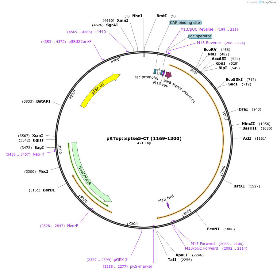 192951-plasmid-map-sequence-id-380604