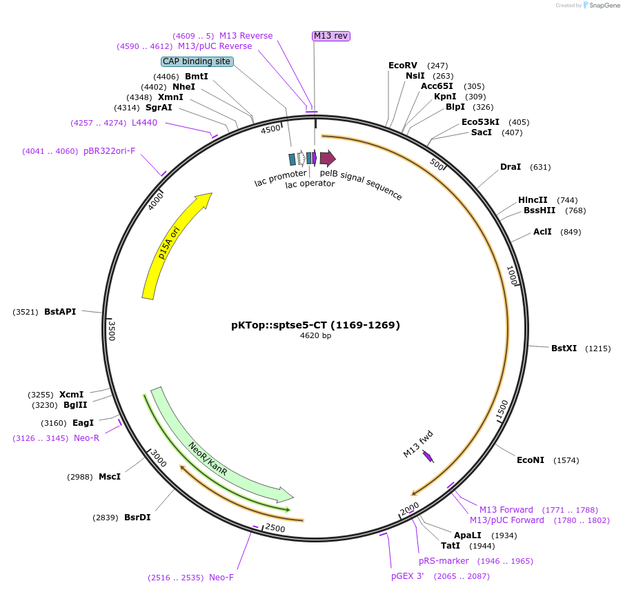 192949-plasmid-map-sequence-id-380605
