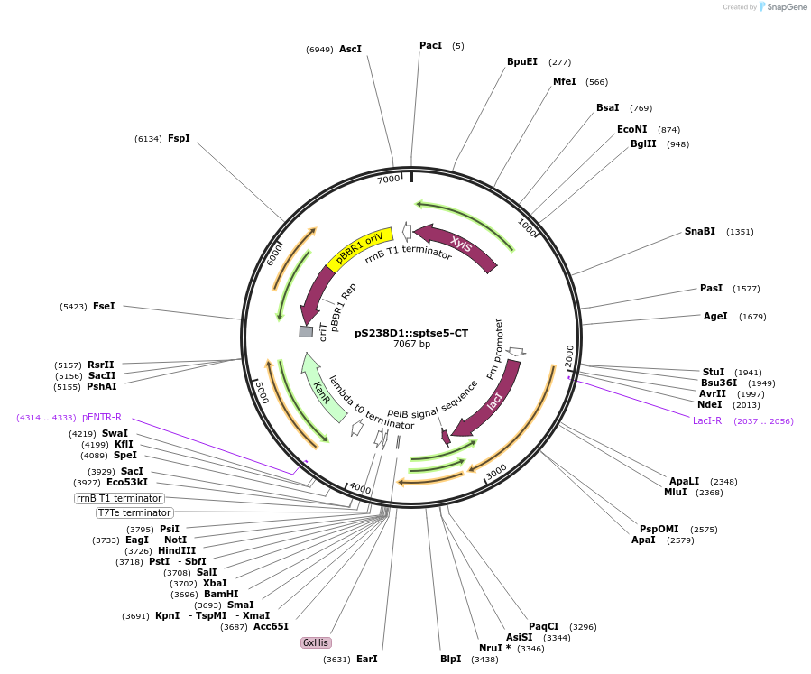 192959-plasmid-map-sequence-id-380608