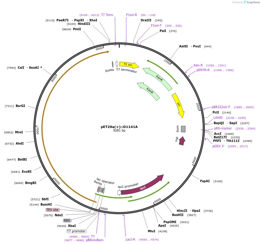 192963-plasmid-map-sequence-id-380609