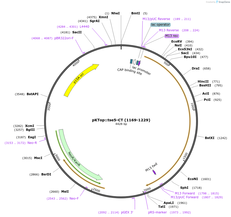192953-plasmid-map-sequence-id-380610