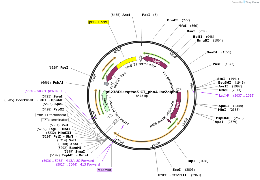 192961-plasmid-map-sequence-id-380611