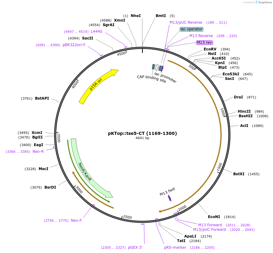 192956-plasmid-map-sequence-id-380615