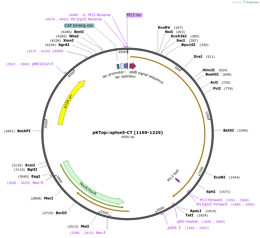 192948-plasmid-map-sequence-id-380616