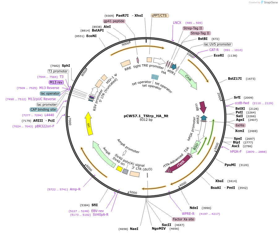 194065-plasmid-map-sequence-id-380704