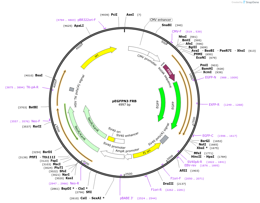 194120-plasmid-map-sequence-id-380707