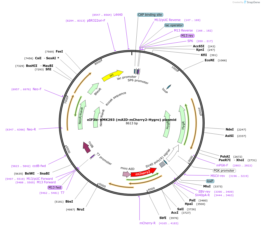 192238-plasmid-map-sequence-id-380717