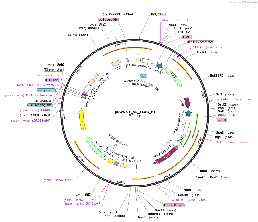 194074-plasmid-map-sequence-id-380730