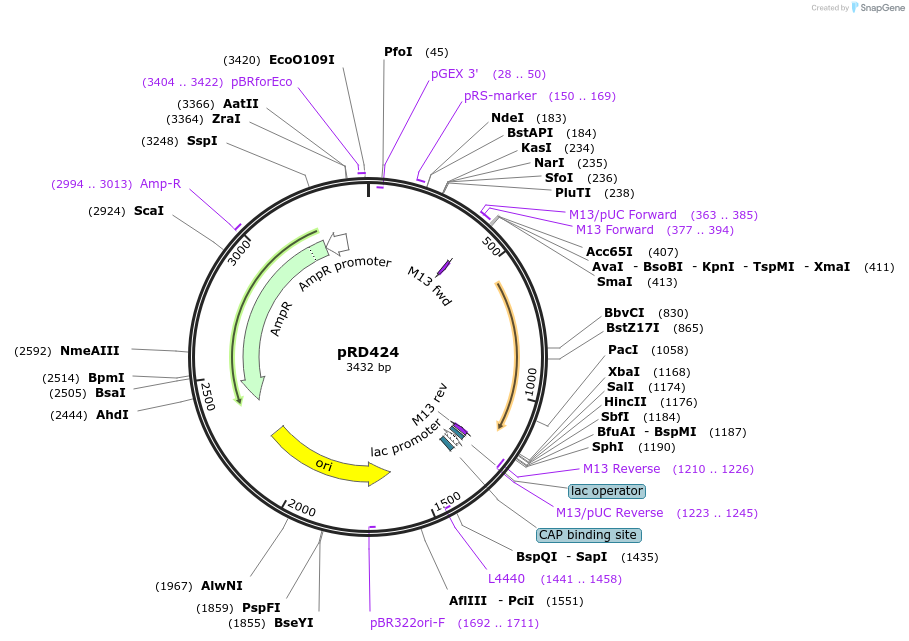 178202-plasmid-map-sequence-id-380748
