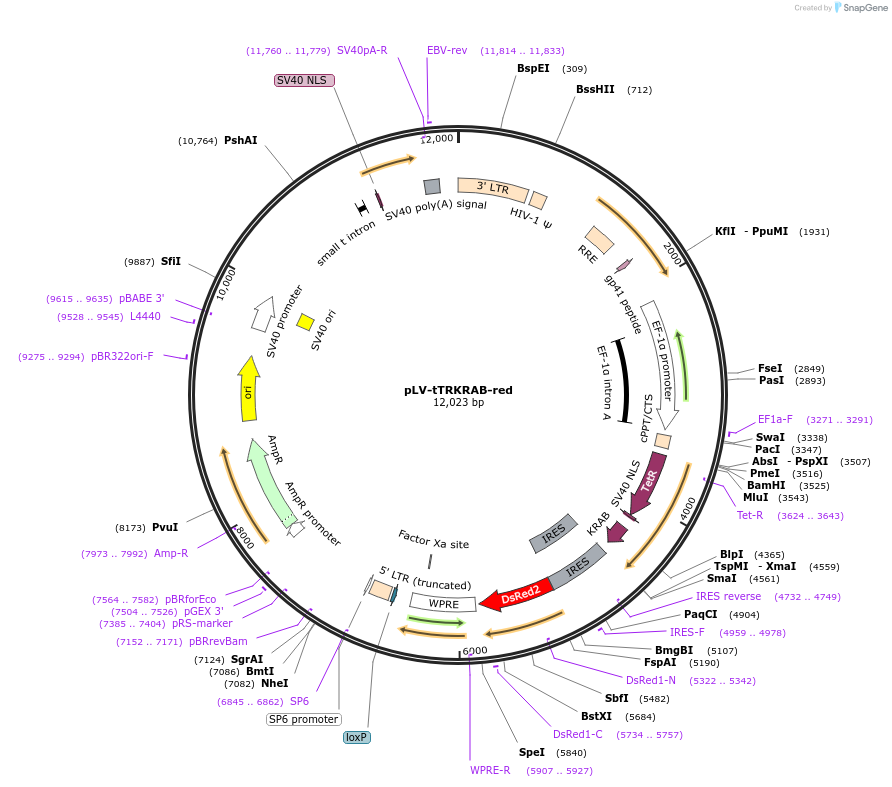 12250-plasmid-map-sequence-id-380756