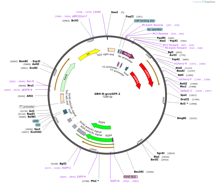 187999-plasmid-map-sequence-id-380759