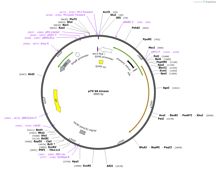 1892-plasmid-map-sequence-id-381