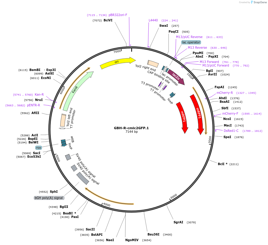 188004-plasmid-map-sequence-id-381042