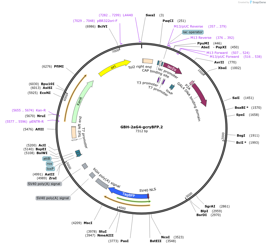 188014-plasmid-map-sequence-id-381045