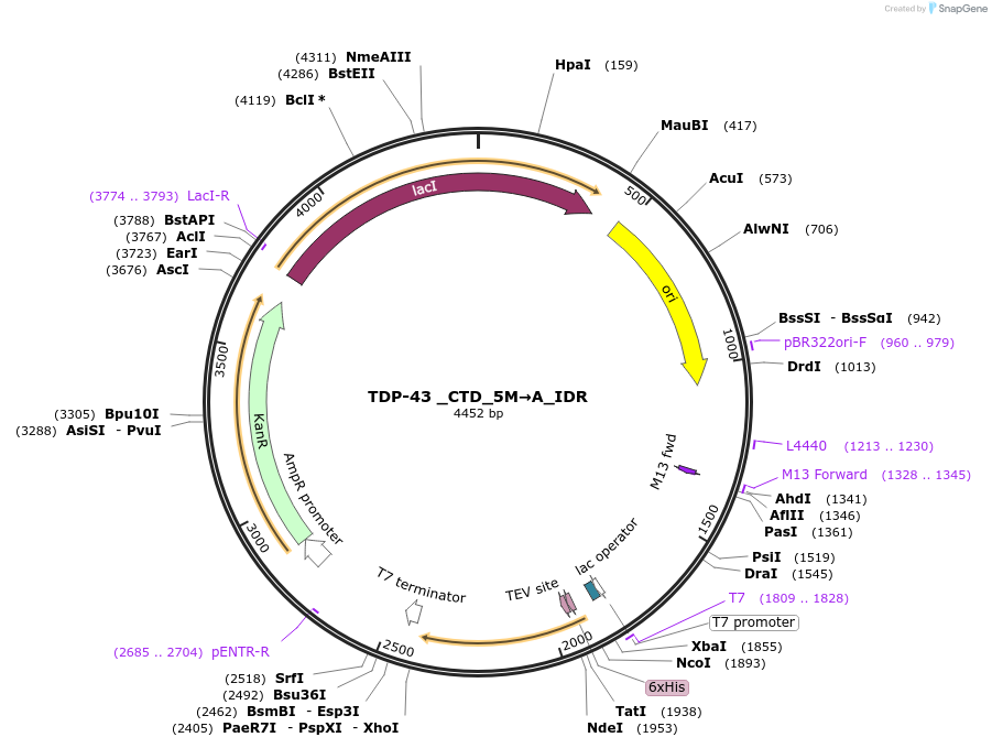 194264-plasmid-map-sequence-id-381058