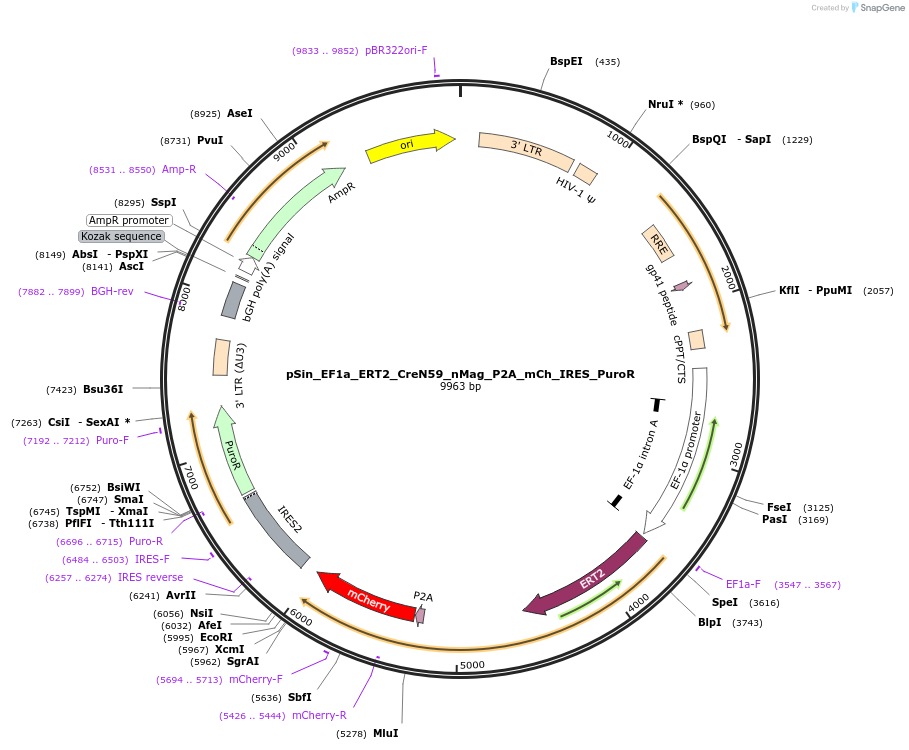 192636-plasmid-map-sequence-id-381062