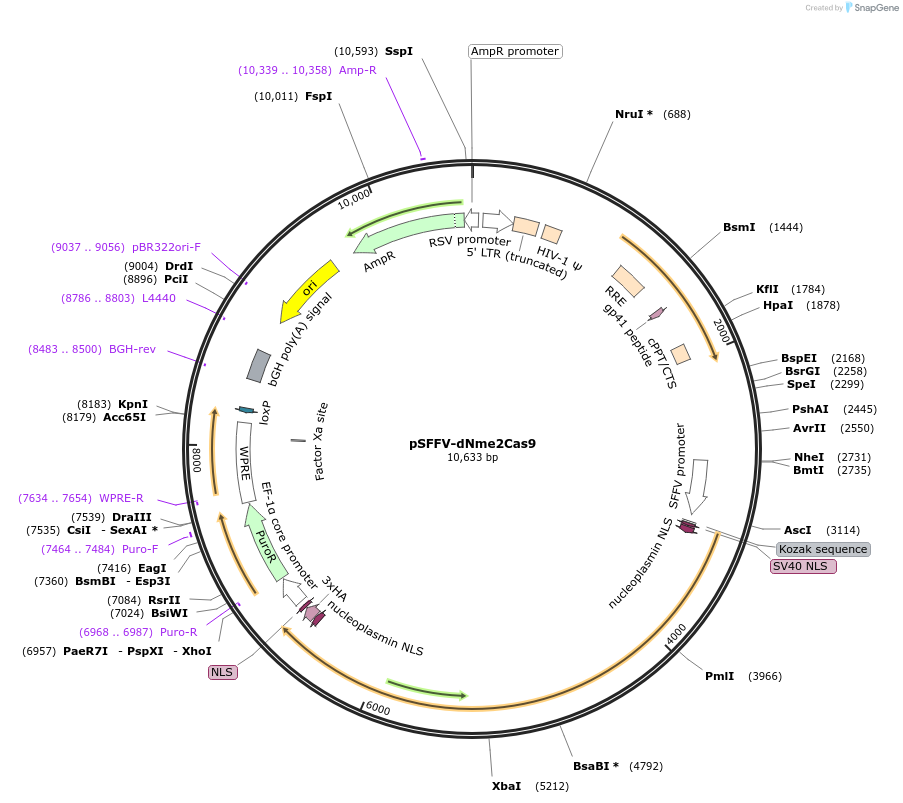 193190-plasmid-map-sequence-id-381070
