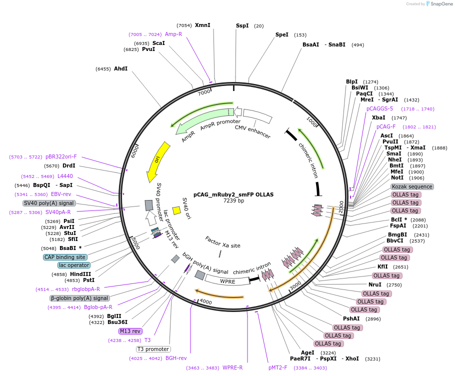 59761-plasmid-map-sequence-id-381072
