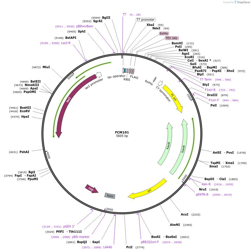 194298-plasmid-map-sequence-id-381074