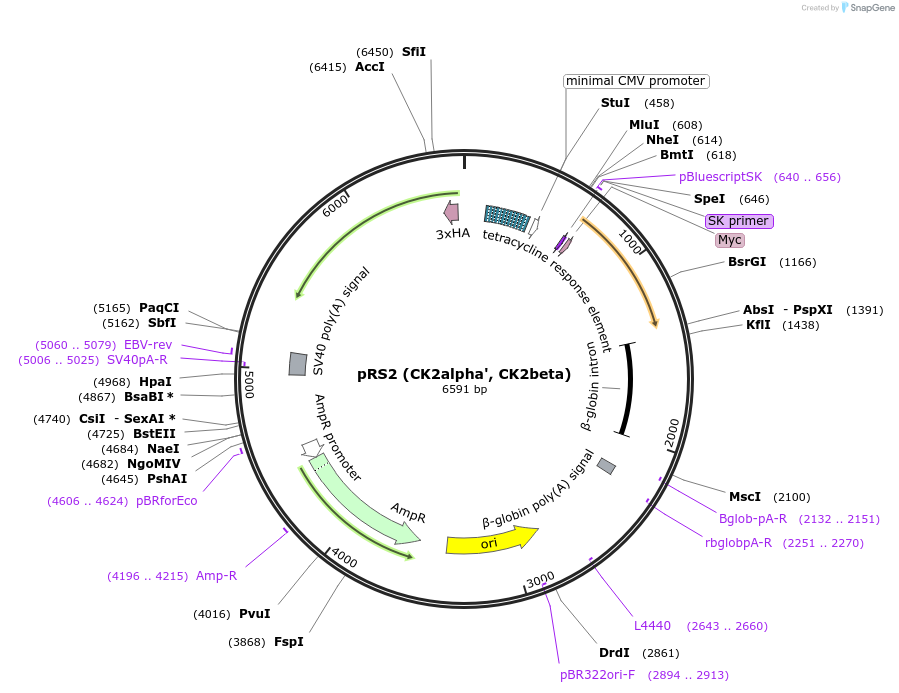 27093-plasmid-map-sequence-id-38110