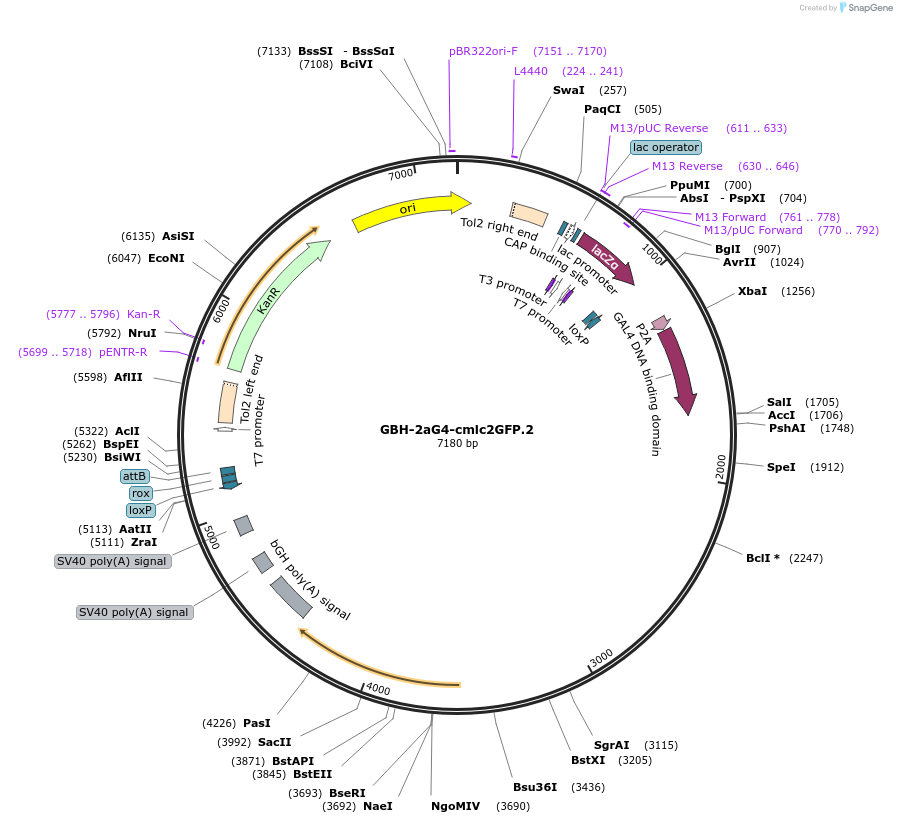 188023-plasmid-map-sequence-id-381104