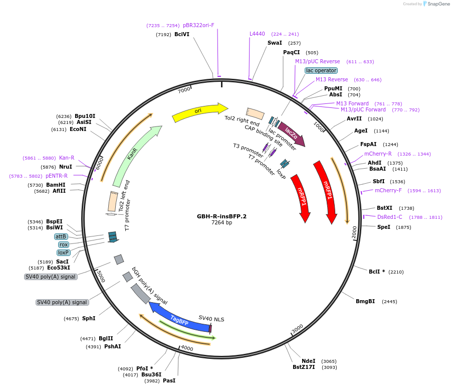 188008-plasmid-map-sequence-id-381105