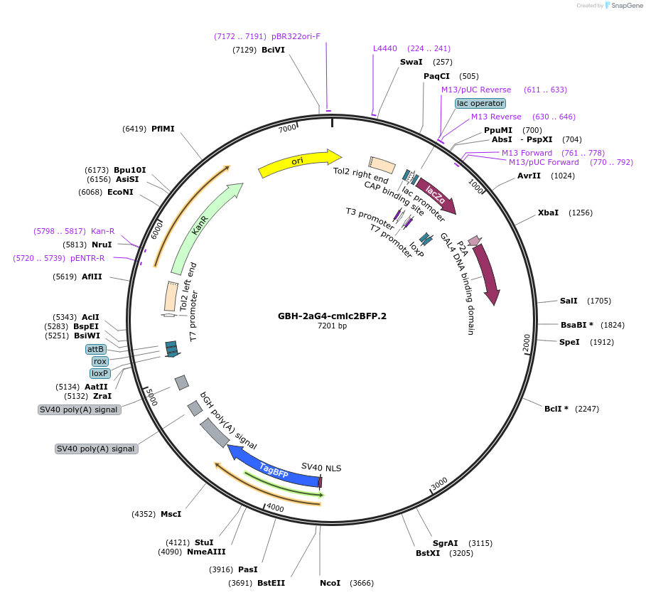 188020-plasmid-map-sequence-id-381116