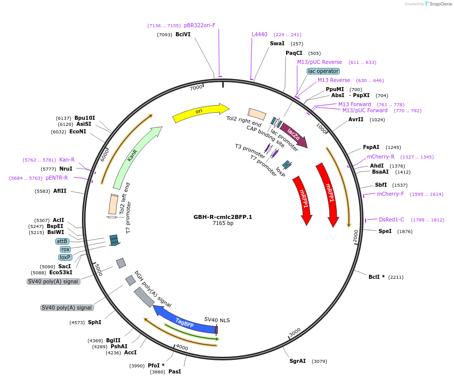 188001-plasmid-map-sequence-id-381118
