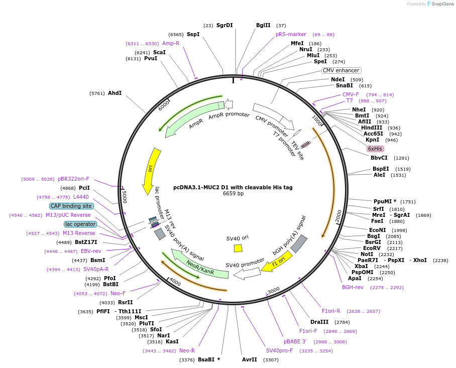 181813-plasmid-map-sequence-id-381136
