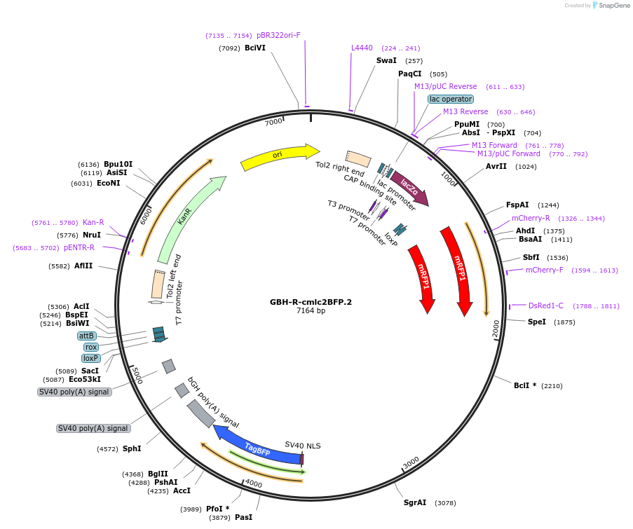 188002-plasmid-map-sequence-id-381137