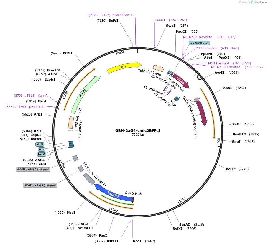 188019-plasmid-map-sequence-id-381138