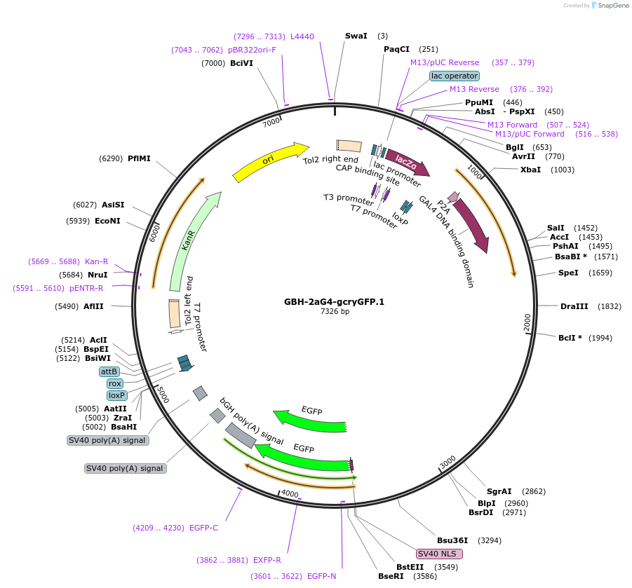 188016-plasmid-map-sequence-id-381139