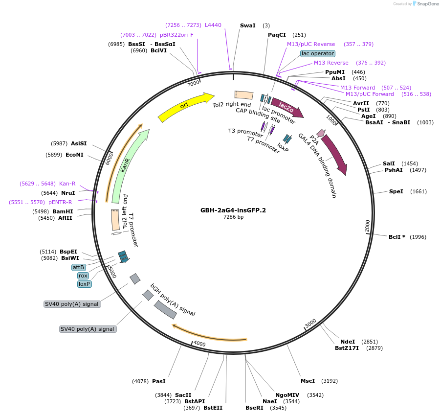 188029-plasmid-map-sequence-id-381142