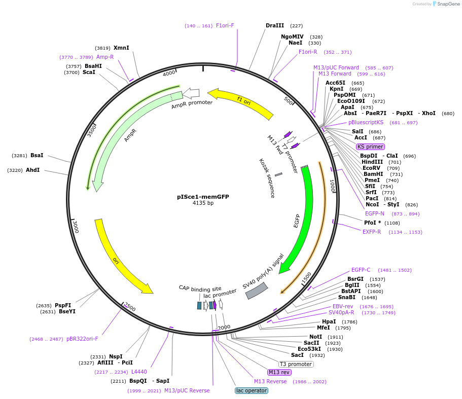 32673-plasmid-map-sequence-id-38115
