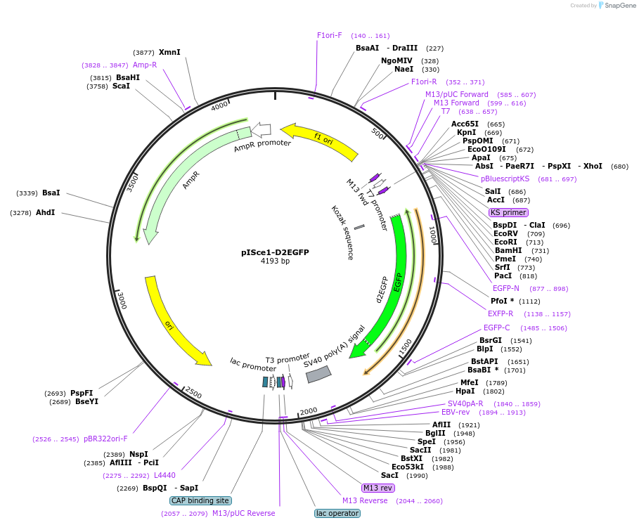 32674-plasmid-map-sequence-id-38116
